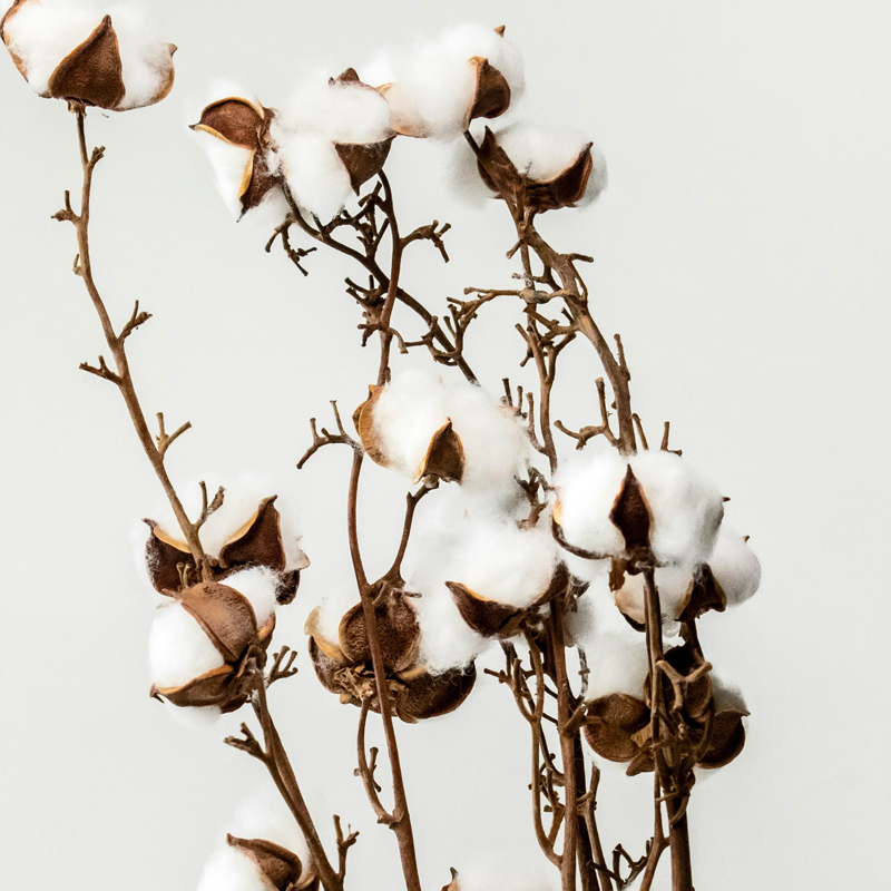 coton-ecoresponsabilite