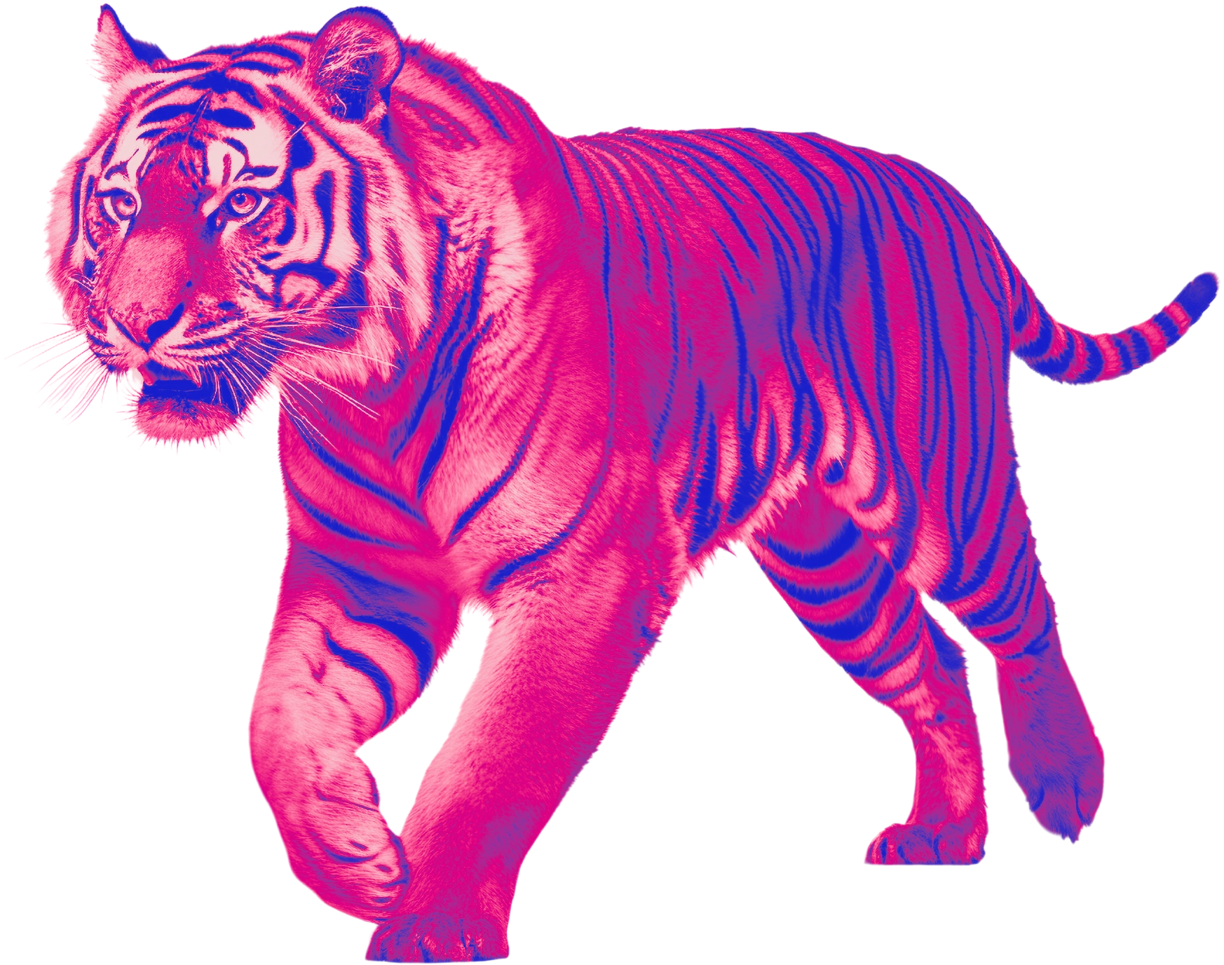 Illustration d'un tigre