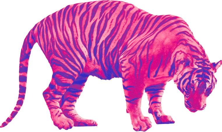 Illustration tigre zone contact